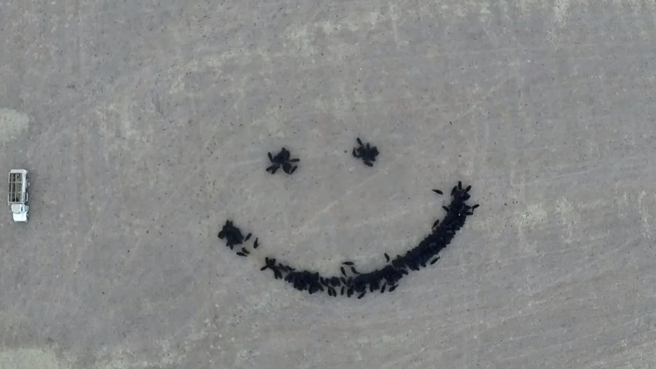 cowart tehén drón videó mosolygós fejecske 