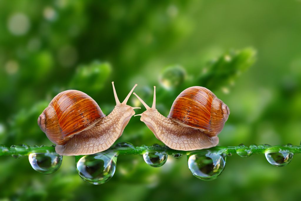 Love-making,Snails,Couple,On,A,Dewy,Grass.,Love,Metaphor. snail,couple,friendship,mating,spring,love couple,copulation,hum
állati szerelem 