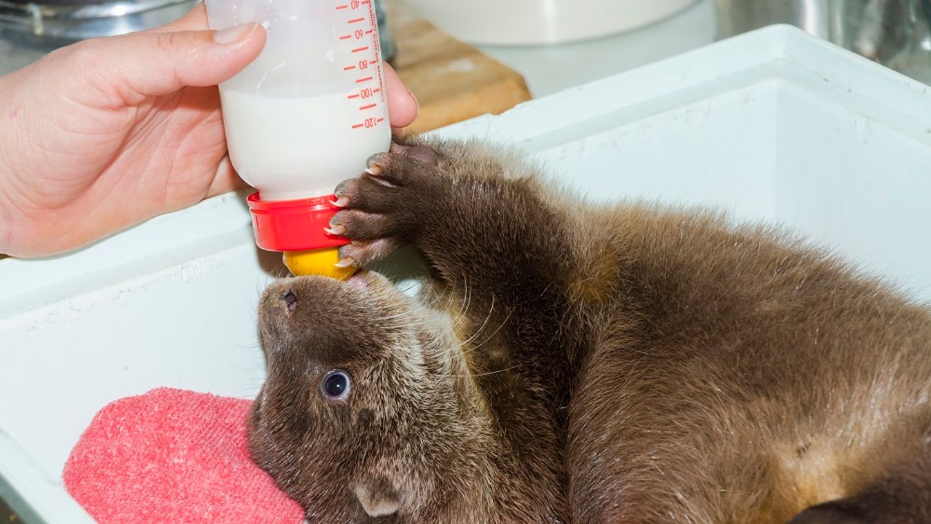 Orphaned and hand reared otter baby in a zoo otter baby puppy cub european lutra mustelidae carnivores orphaned orphan rescued hand-rearing hand-reared zoo szeged szegedi vadaspark hungary milk feeding Feeding and orphaned European otter baby Lutra Lutra 