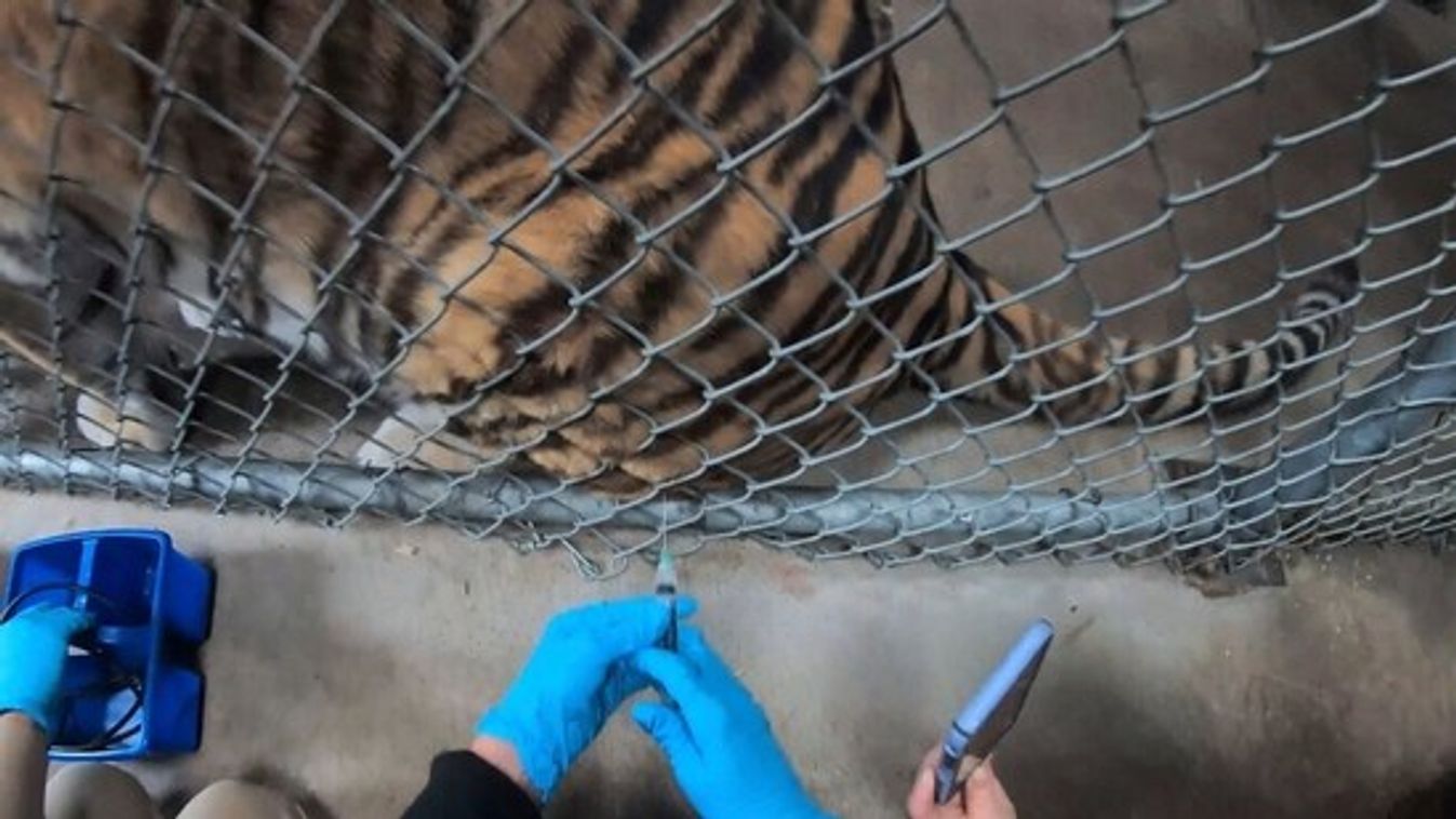 Állatokat oltottak koronavírus ellen az Oaklnad-i állatkertben. 