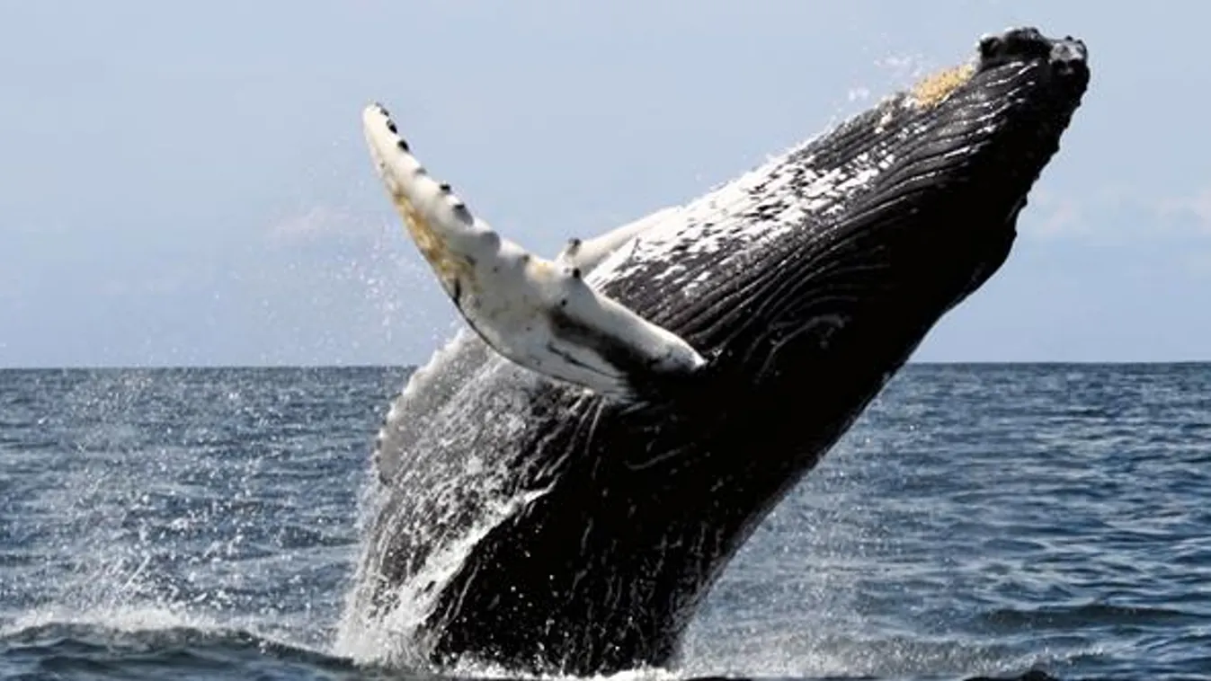 hosszúszárnyú bálna 