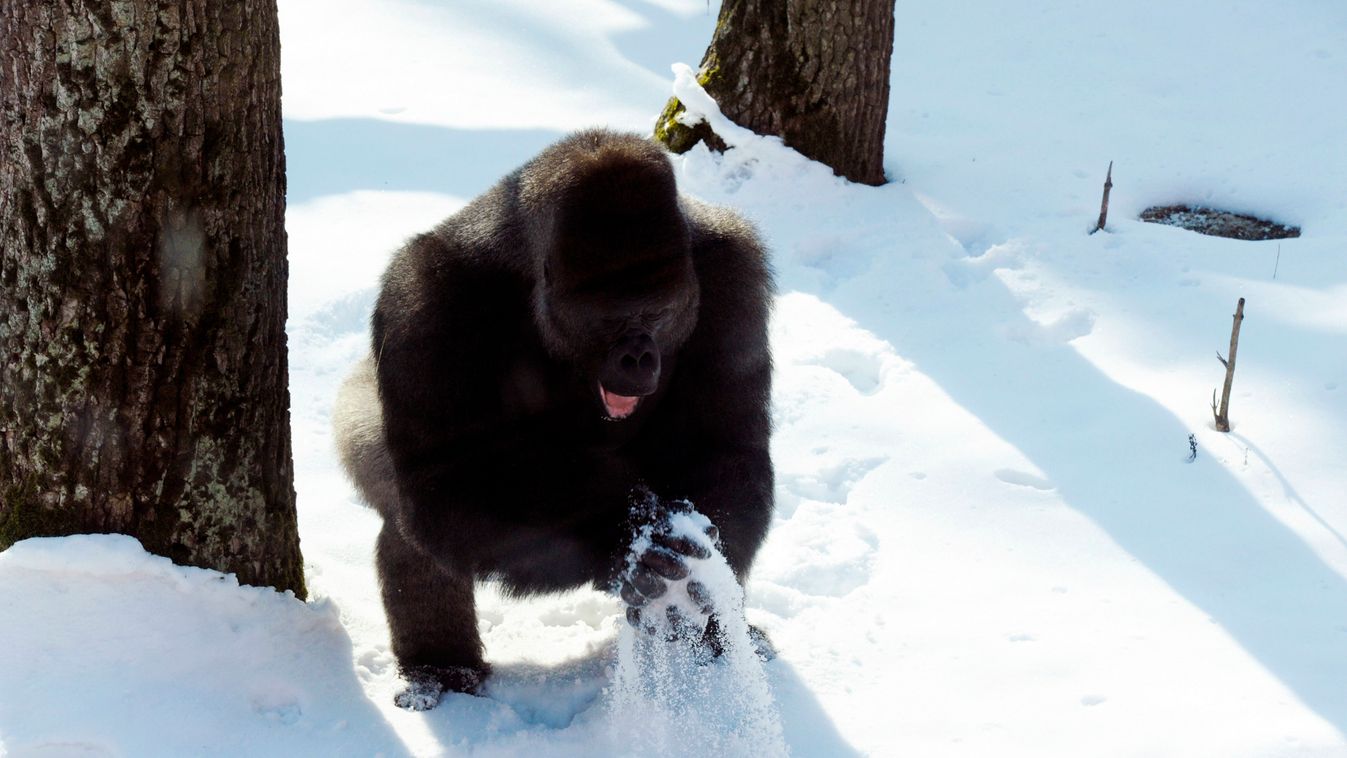 Élvezik a havat a Nyíregyházi Állatpark gorillái, gorilla, hó, időjárás 