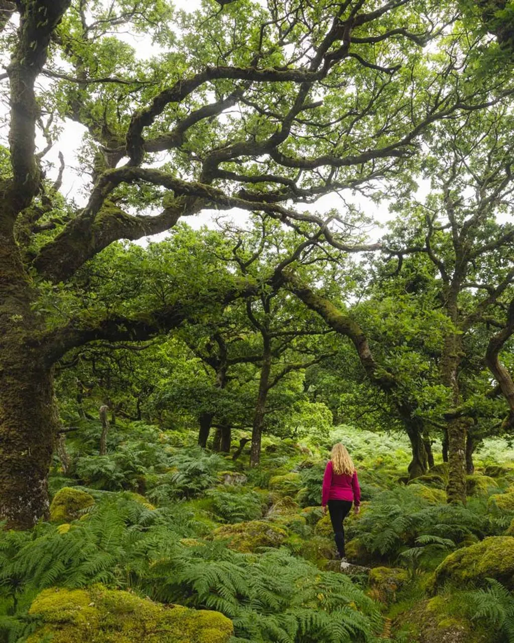 Black-a-Tor Copse 