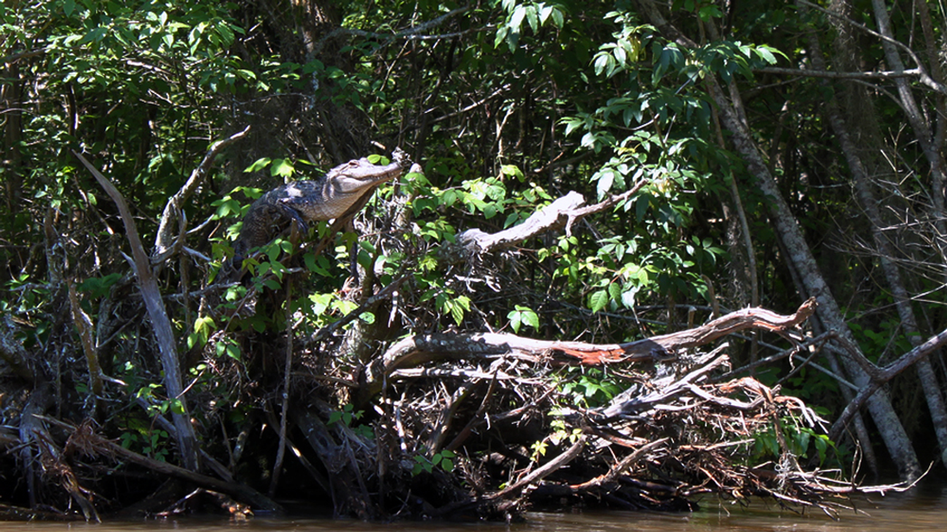 Amerikai aligátor pihen egy faágon a Pearl River deltájában 
