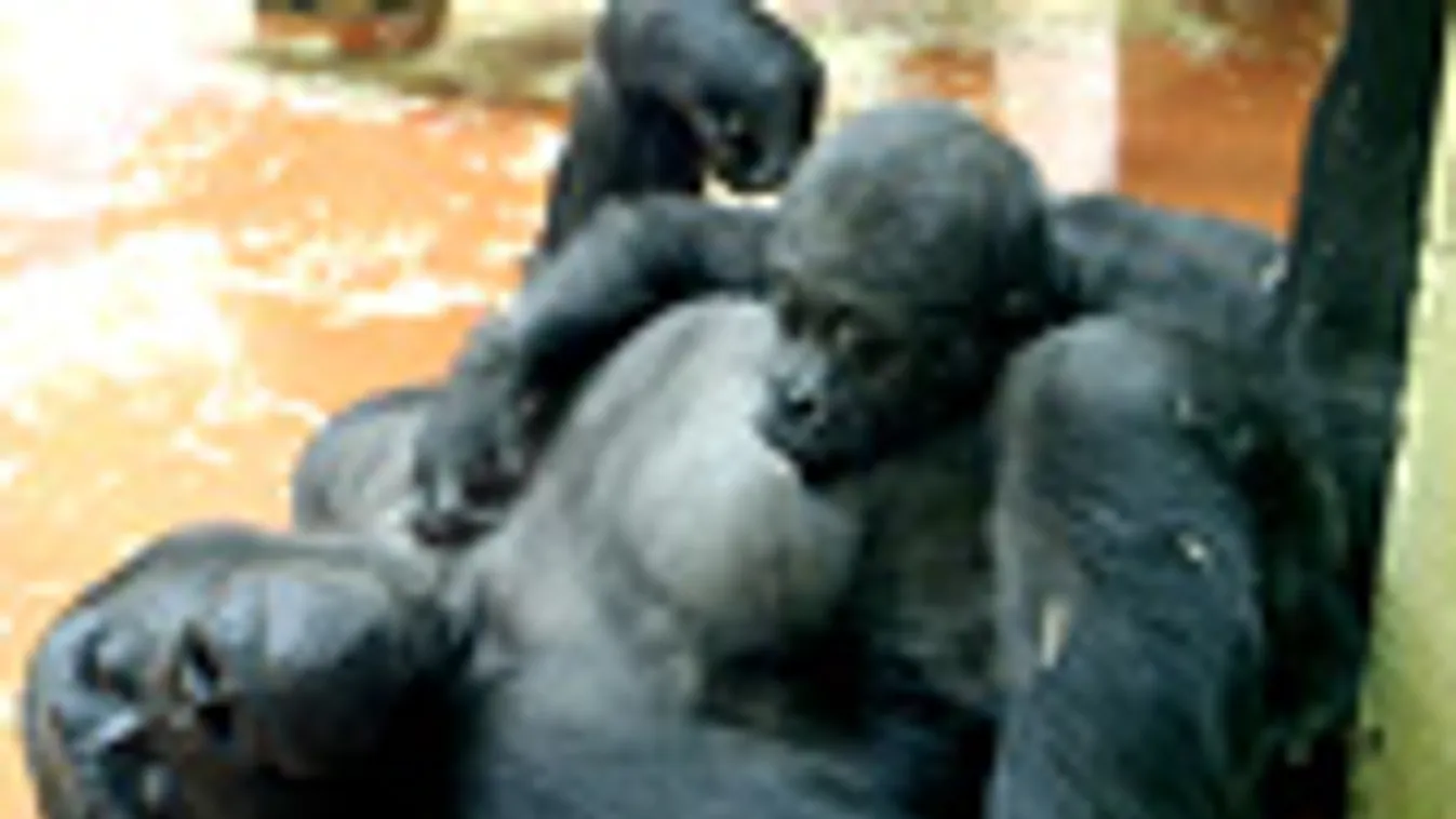 Gorillák a Fővárosi Állat- és Növénykertban