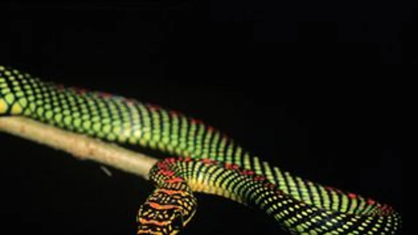 repülőkígyó, Chrysopelea paradisi