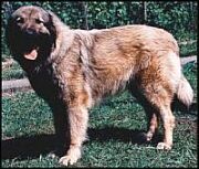 Jugoszláv farkasölő