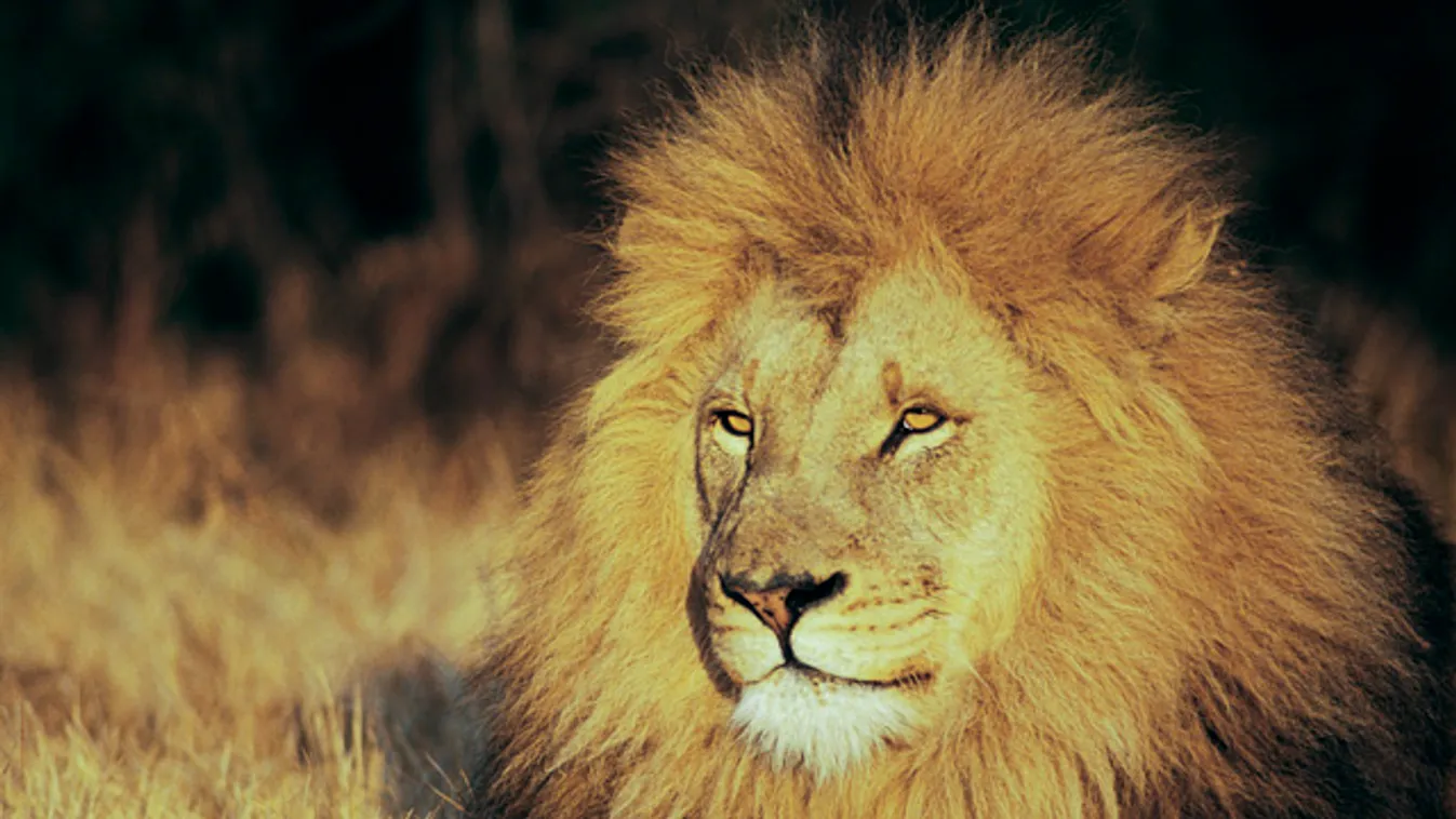 Lion, hím oroszlán