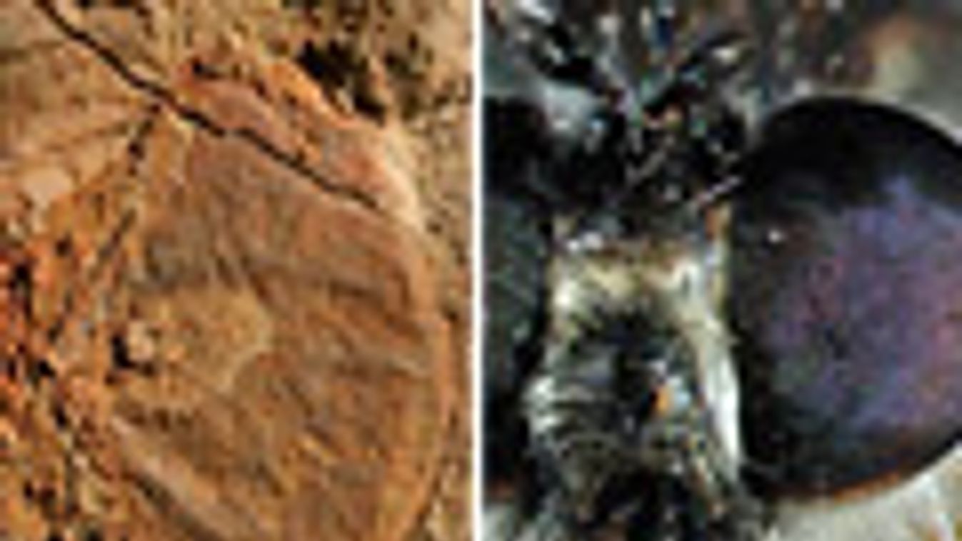 Kambrium kori ízeltlábú szemének lenyomata, ausztrál lelet