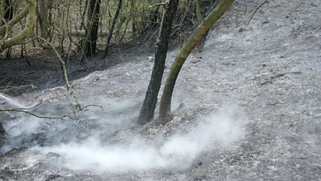 erdőtűz, Gyenesdiás, tűzoltók dolgoznak a leégett tűlevelű erdőben 