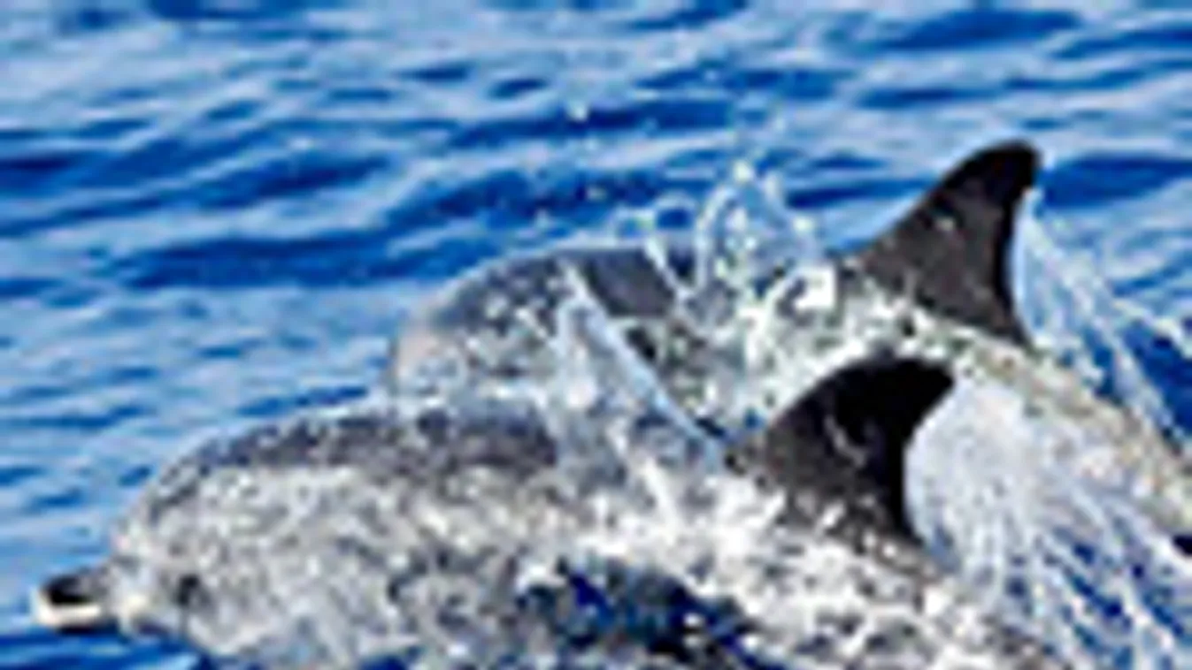 Atlantic Spotted Dolphin, Stenella frontalis, delfin
