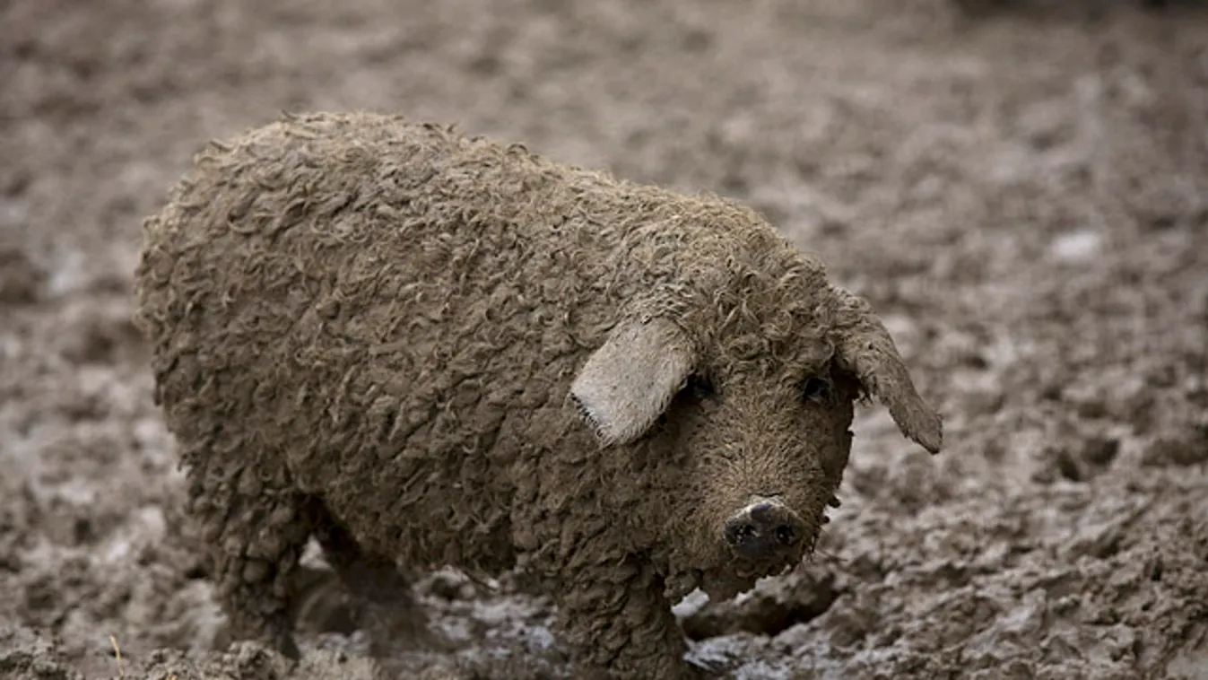 malac, disznó, sertés, mangalica