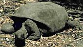 Forrás: Seychelles Giant Tortoise Conservation Project