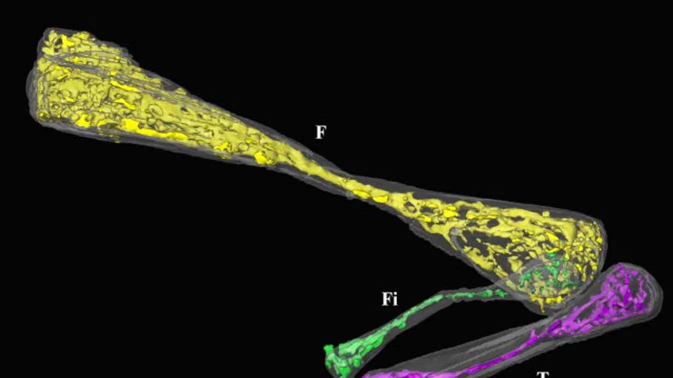 Eupodophis descouensi, kígyó evolúció, láb