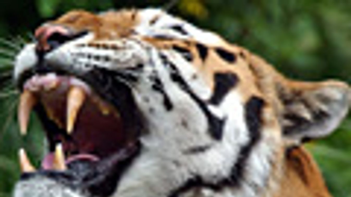 Szibéria tigris, Panthera tigris altaica