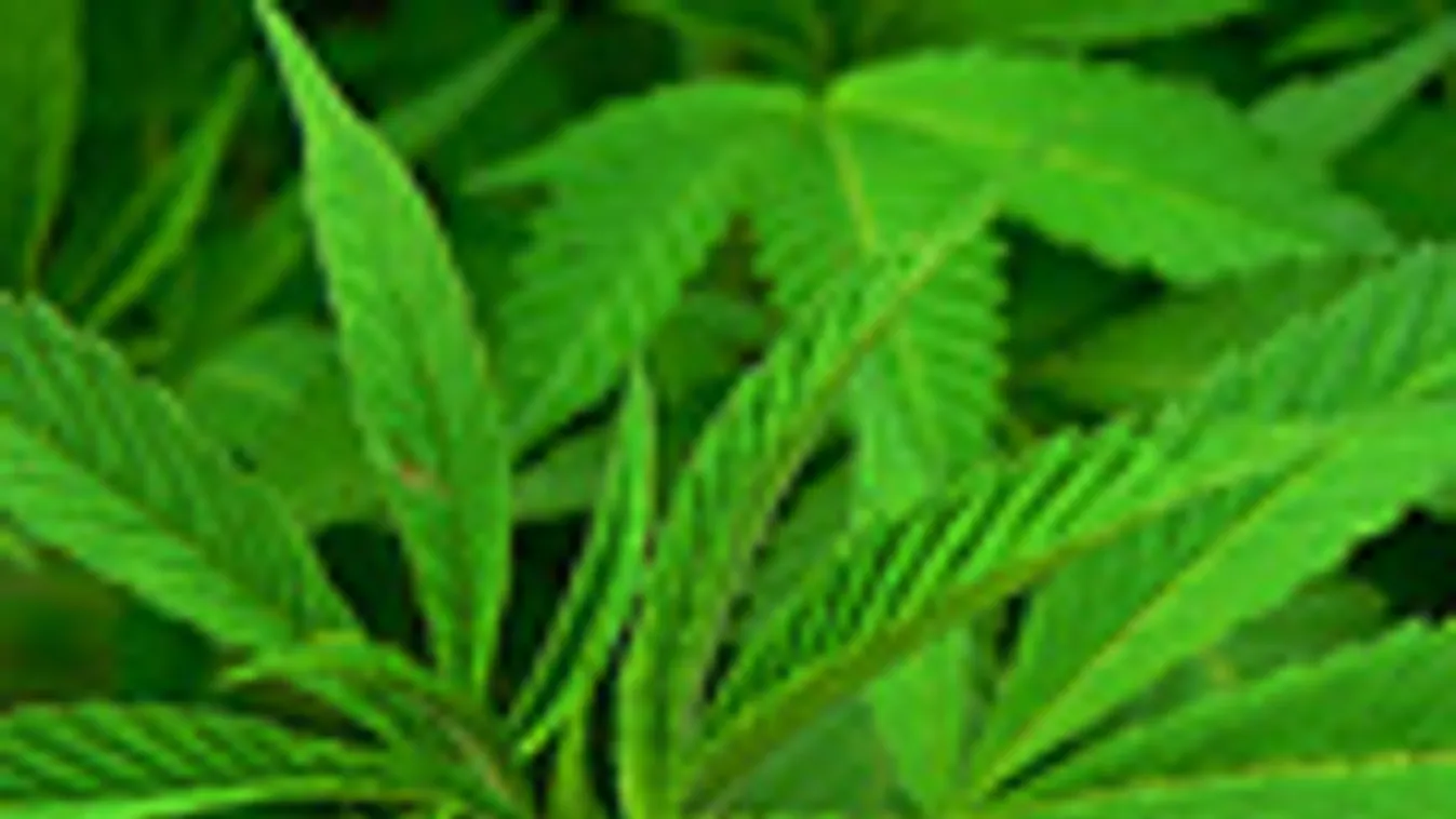 Vadkender, Cannabis, fű, marihuána, joint, kábítószer
