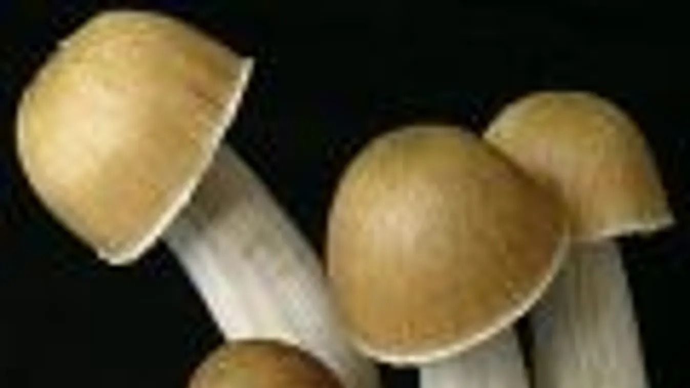 Psilocybe gomba 
