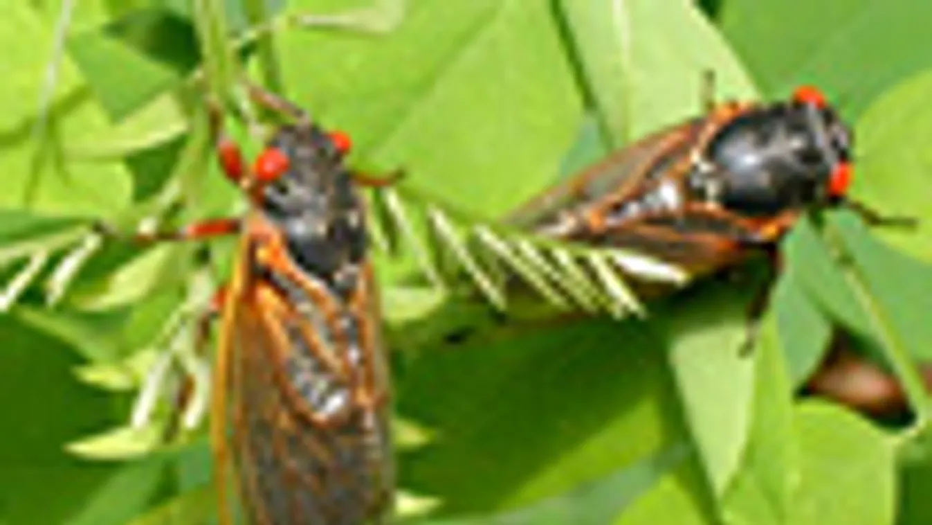 Kabóca, kabócák (Cicadidae)