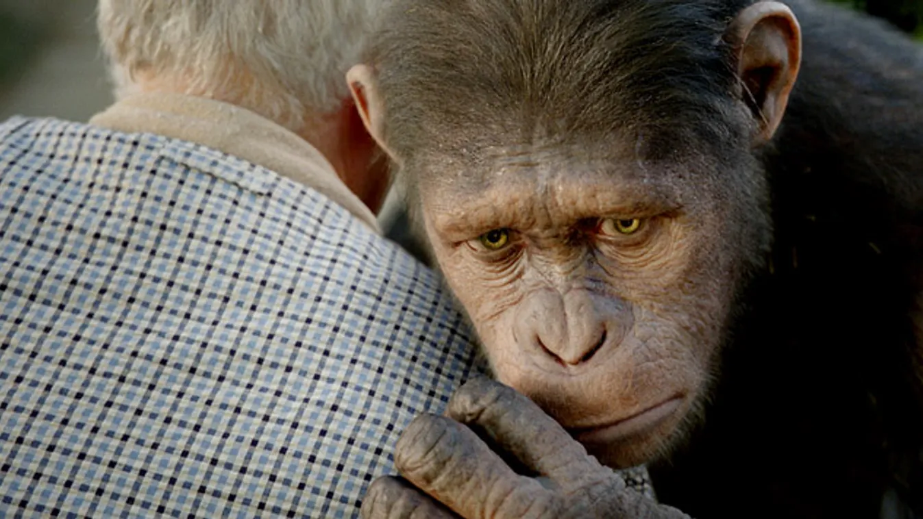 Majmok bolygója, csimpánzok intelligenciája