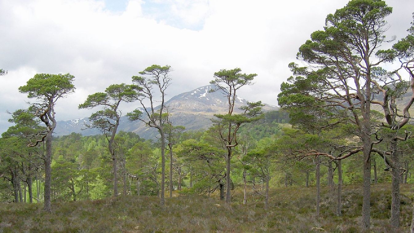 Kaledóniai erdő, Skócia 