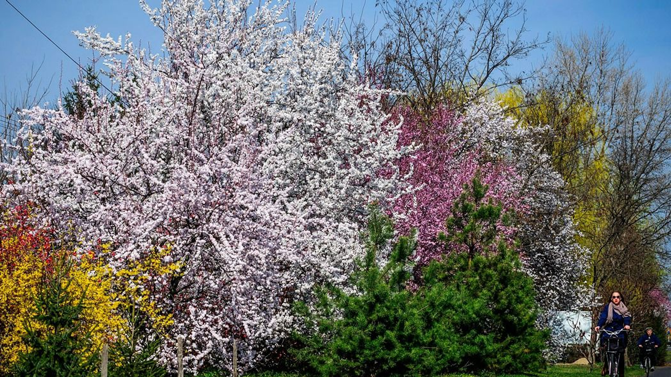 A tavaszias időben virágzó fák Debrecenben. A héten az ország számos területén a 20 fokot is elérte a hőmérséklet