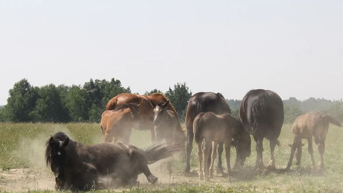 Nemzeti kincsünk és büszkeségünk a muraközi ló