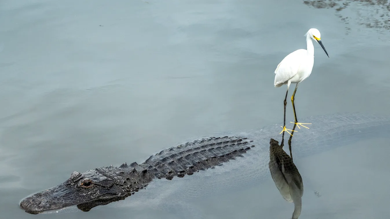 ÁLLAT állatfotó FOTÓ FOTÓTÉMA hüllő kis kócsag krokodil madár tó tükröződés 
