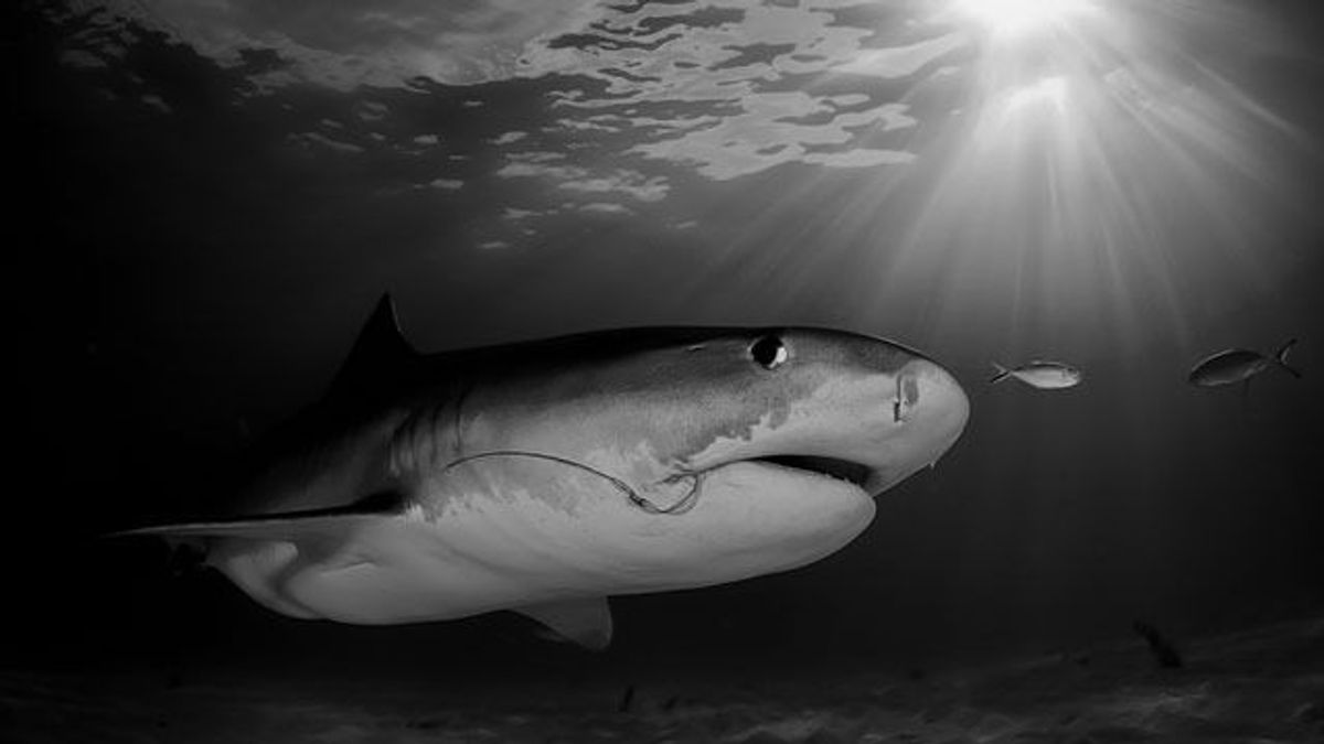 Újabb cápatámadás történt Nyugat-Ausztráliában