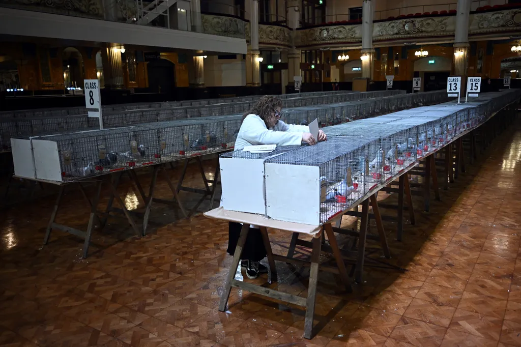 Több mint 2000 postagalambot zsűriznek a „Brit honfoglaló világkiállításon”, galéria, 2024 