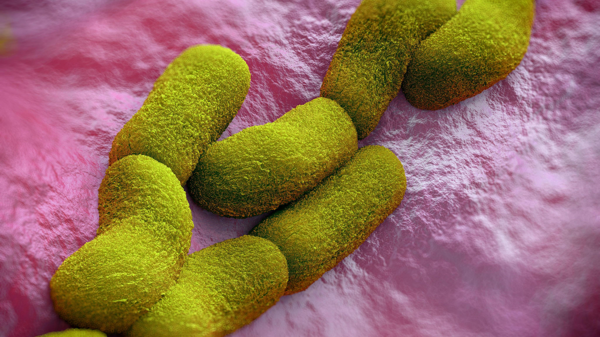 A bubópestis ritka esetét azonosították