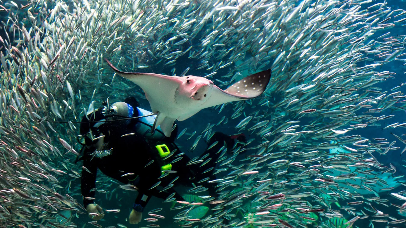 Karib-tenger, rája, tengeri ráják, Stingray City, homokos part, Kajmán-szigetek, Grand Cayman, turisztikai attrakció 