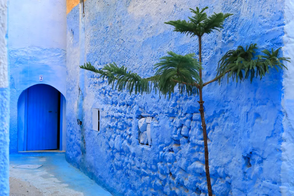 Morocco rif region chefchaouen medina araucaria tree an entirely blue facade