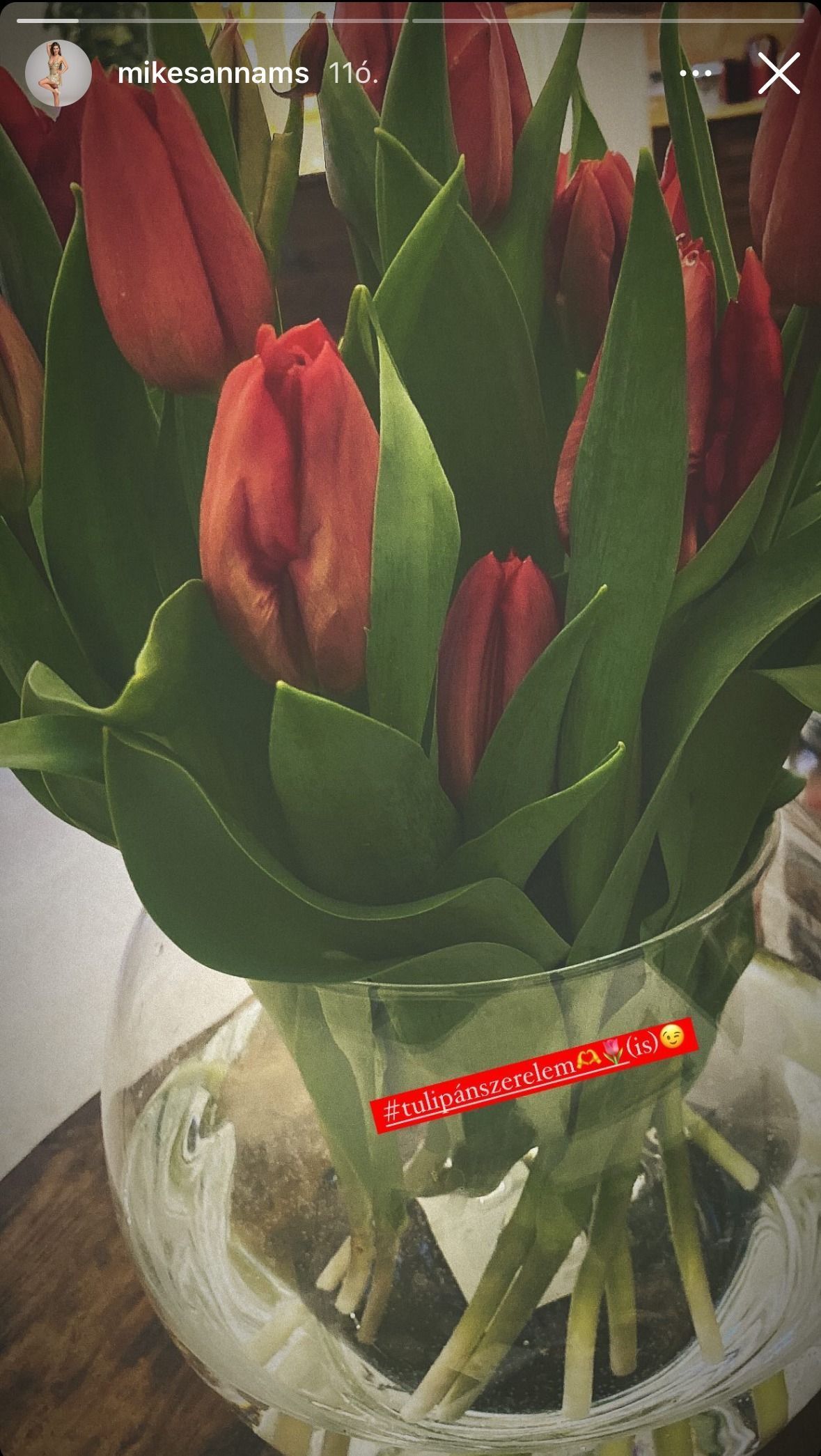 tulipán, MikesAnna