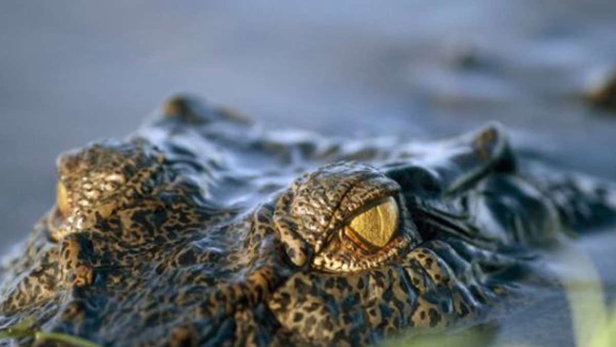 Krokodil sétált be egy ausztrál benzinkútra - videó