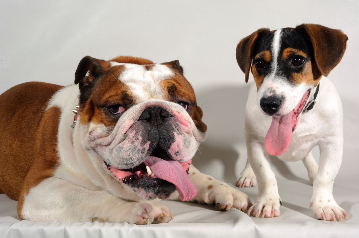 Angol bulldog és Jack Russell terrier