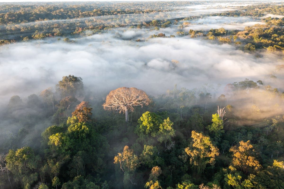 Amazonas esőerdői