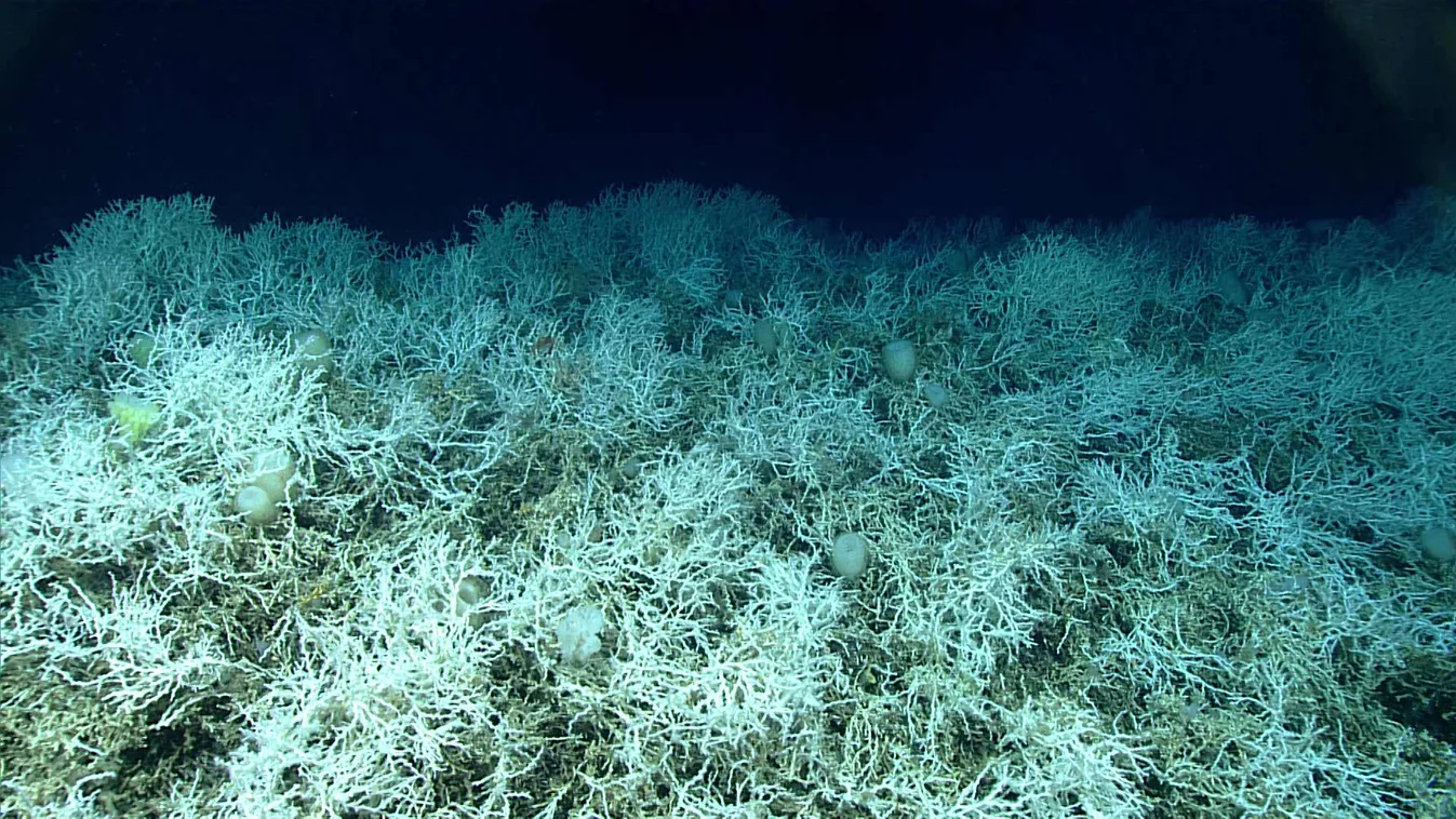 Korallzátony Lophelia pertusa, 