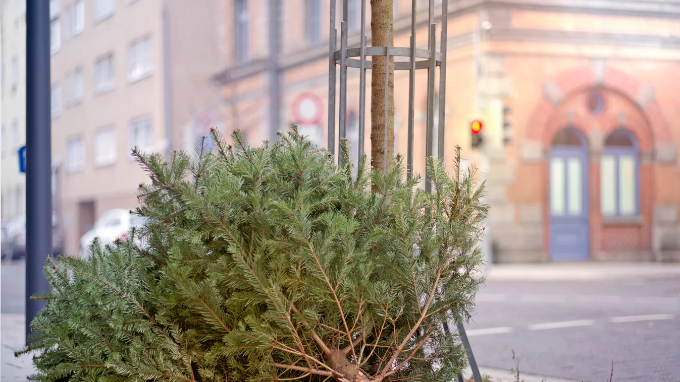 karácsonyfa, kidobott, utca, fenyőfa kidobva hever az utcán, ünnep után 
