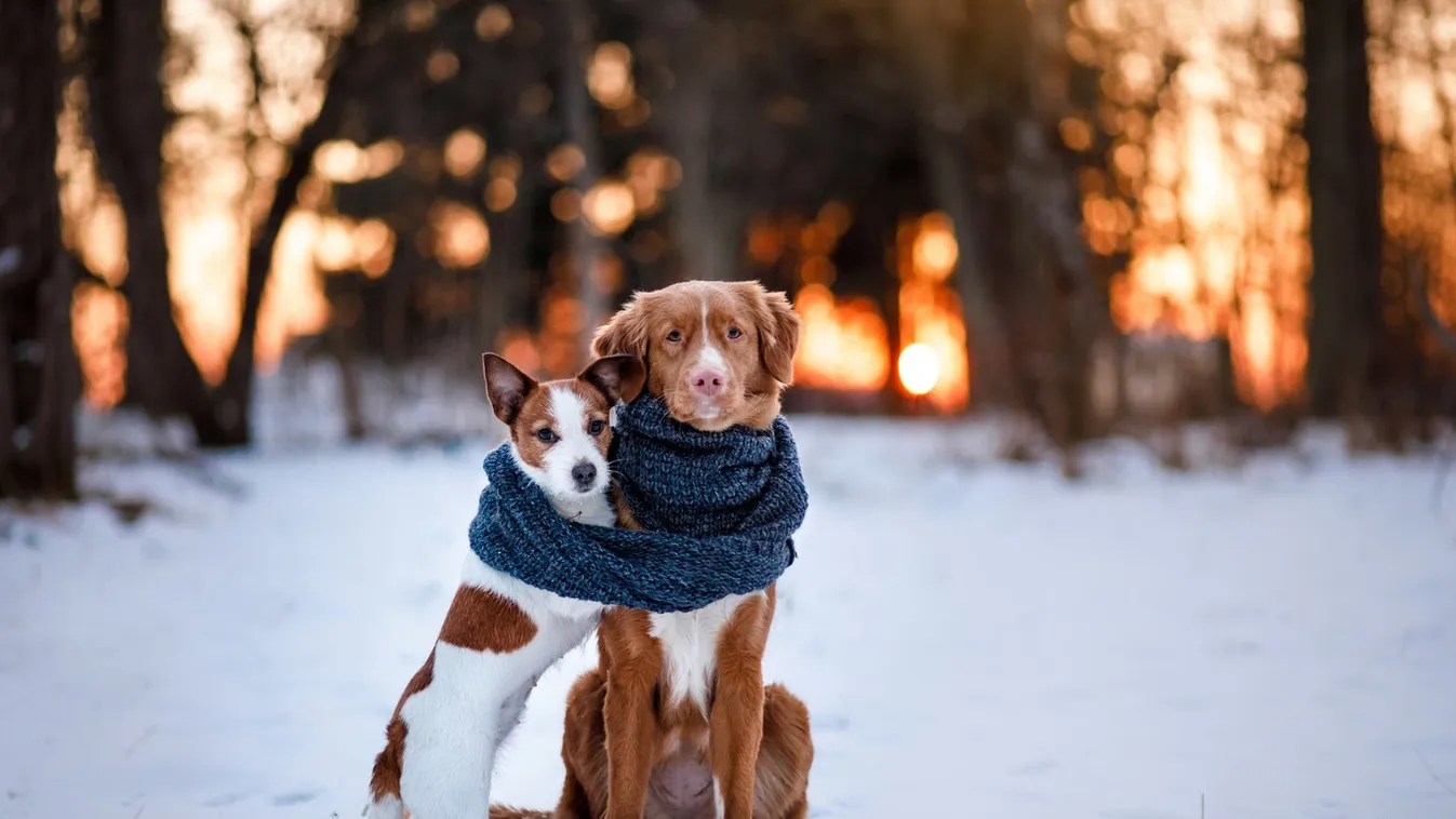 kutya, hideg, tél 