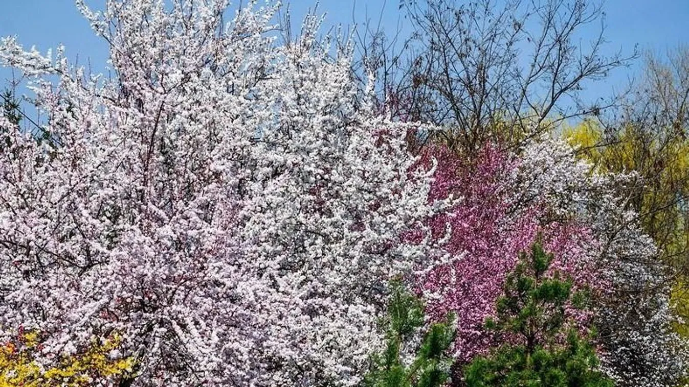 A tavaszias időben virágzó fák Debrecenben. A héten az ország számos területén a 20 fokot is elérte a hőmérséklet