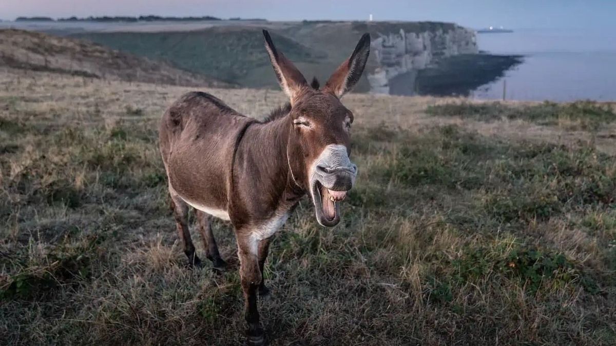 Több millió szamarat vágnak le és nyúznak meg évente
