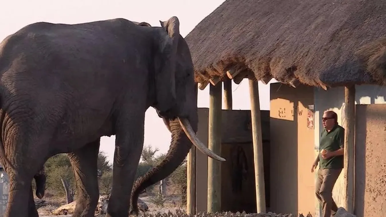 elefánt, wc, turista 