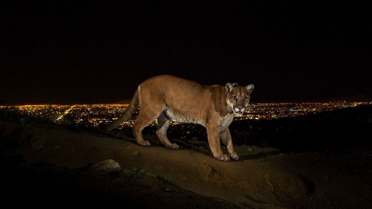 Puma támadt biciklisekre Washingtonban, egy nő kórházba került