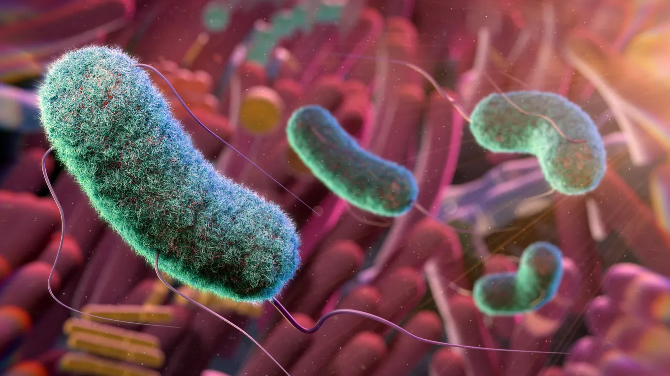 A testünkben és a testünkön élő mikroorganizmusok közösségét nevezzük mikrobiomnak 