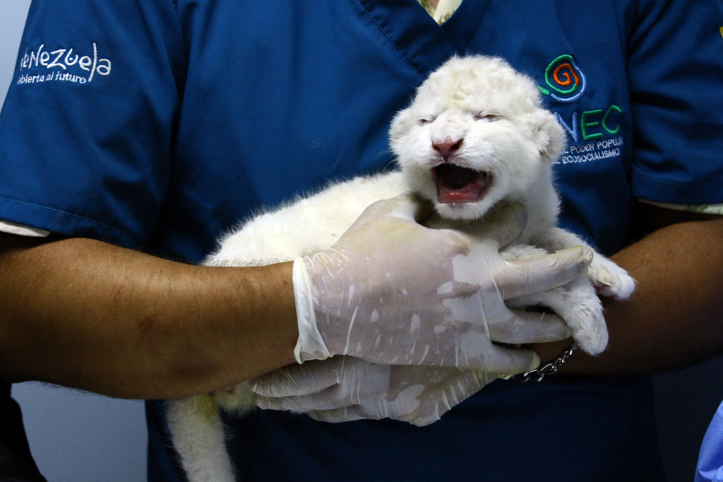 fehér oroszlánkölykök születtek Venezuala 