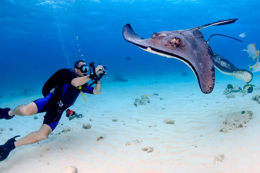 Karib-tenger, rája, tengeri ráják, Stingray City, homokos part, Kajmán-szigetek, Grand Cayman, turisztikai attrakció 