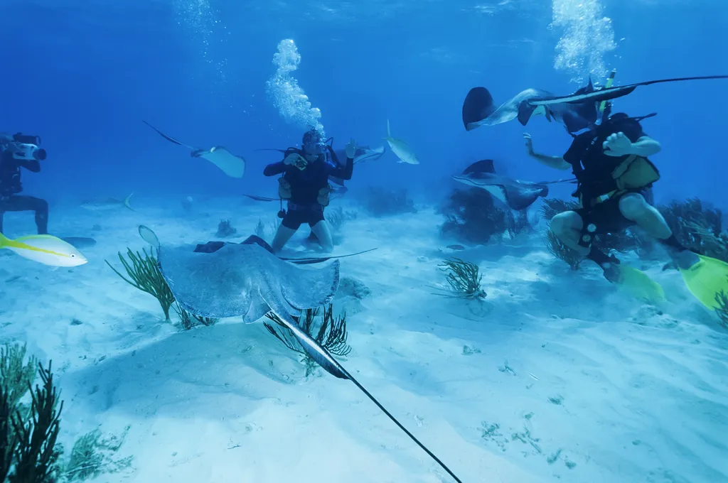 Karib-tenger, rája, tengeri ráják, Stingray City, homokos part, Kajmán-szigetek, Grand Cayman, turisztikai attrakció 