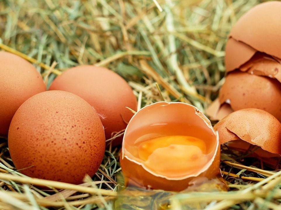 tojás, kvíz, egészséges tojás