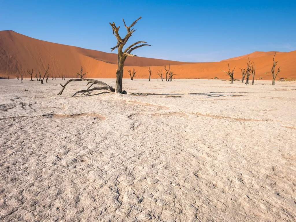 Halott fák a namíbiai Halott mocsárban (Deadvlei)