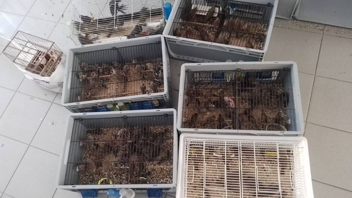 Ketrecekben összezsúfolva próbált madarat csempészni egy férfi Hollandiába
